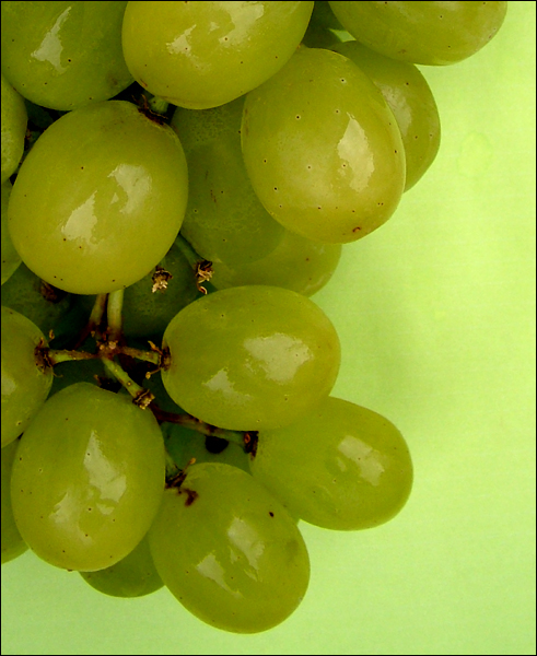 Photography by FastLane for DesignCrowd (Community Contests) | Design #9113352