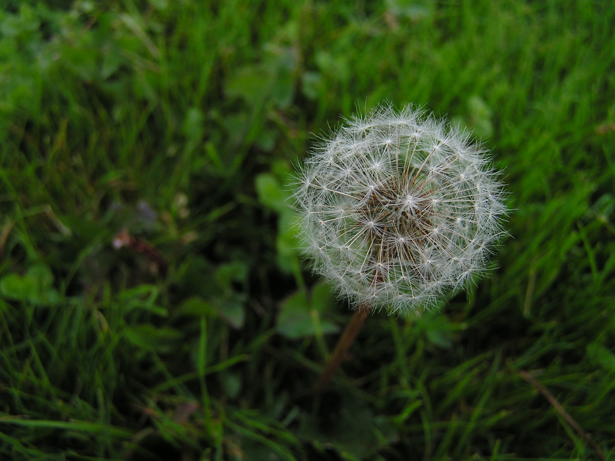 Photography by daisyandthejets for DesignCrowd (Community Contests) | Design #9111068