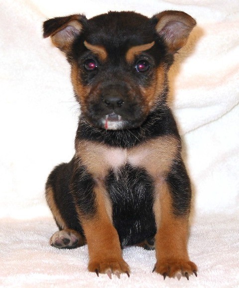 Photoshop Design by diegogualda for DesignCrowd (Community Contests) | Design #9092113