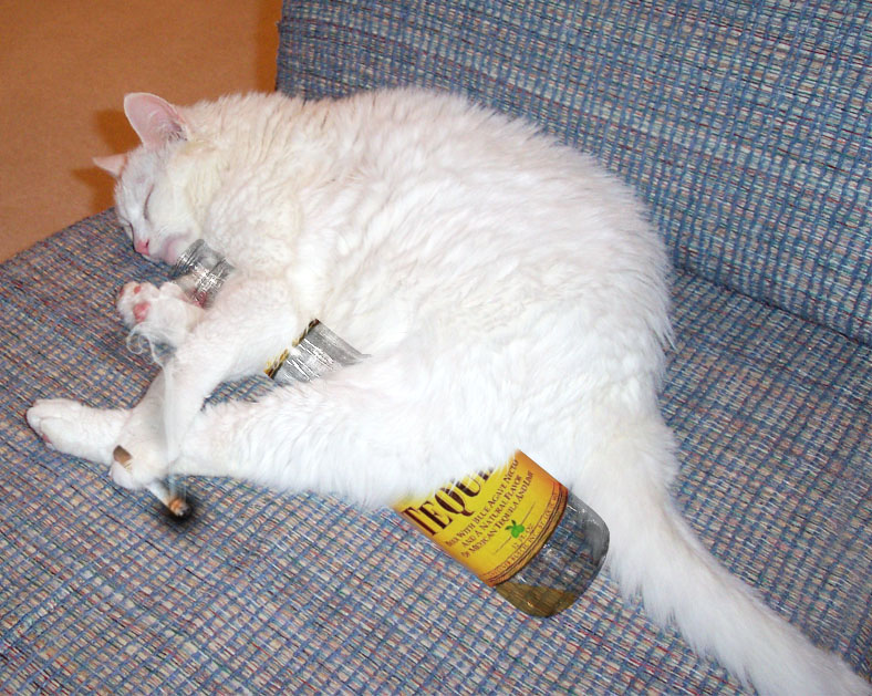 Photoshop Design by godzillatemple for DesignCrowd (Community Contests) | Design #9092164