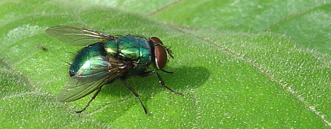 Fotografie von treebloke für DesignCrowd (Community Contests) | Design #9113379