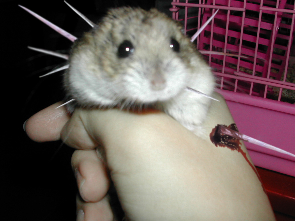 Photoshop Design by gaston84 for DesignCrowd (Community Contests) | Design #9092185