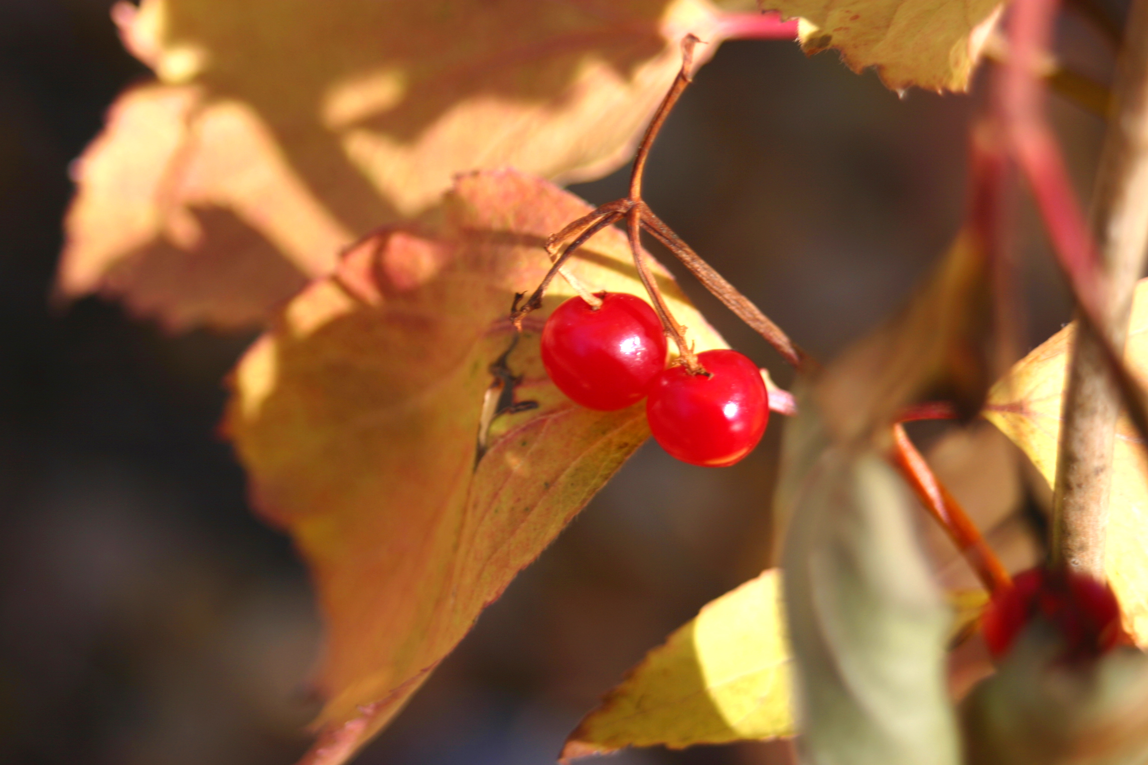 Photographie par gord97 pour DesignCrowd (Community Contests) | Design #9111124