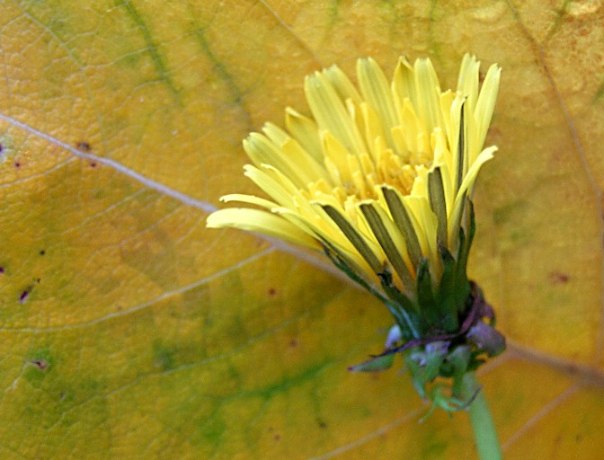 Photographie par blendedfamily pour DesignCrowd (Community Contests) | Design #9113361