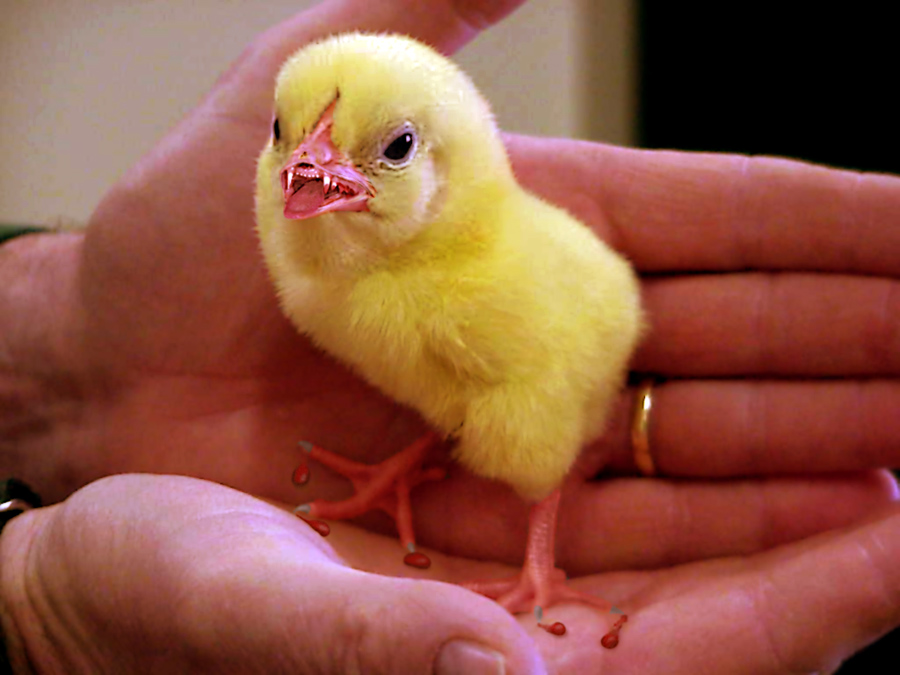 Photoshop Design by wiebeiw for DesignCrowd (Community Contests) | Design #9092261