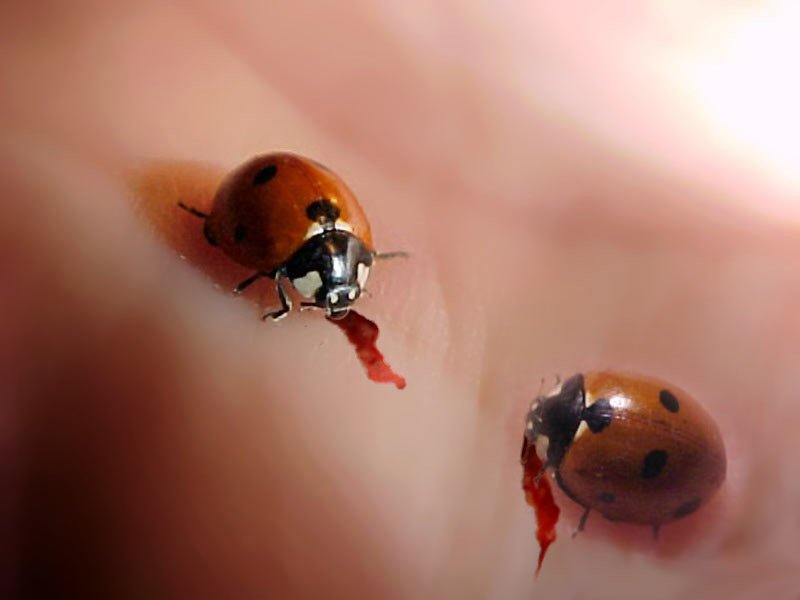 Design Photoshop par cyangaga pour DesignCrowd (Community Contests) | Design #9092288