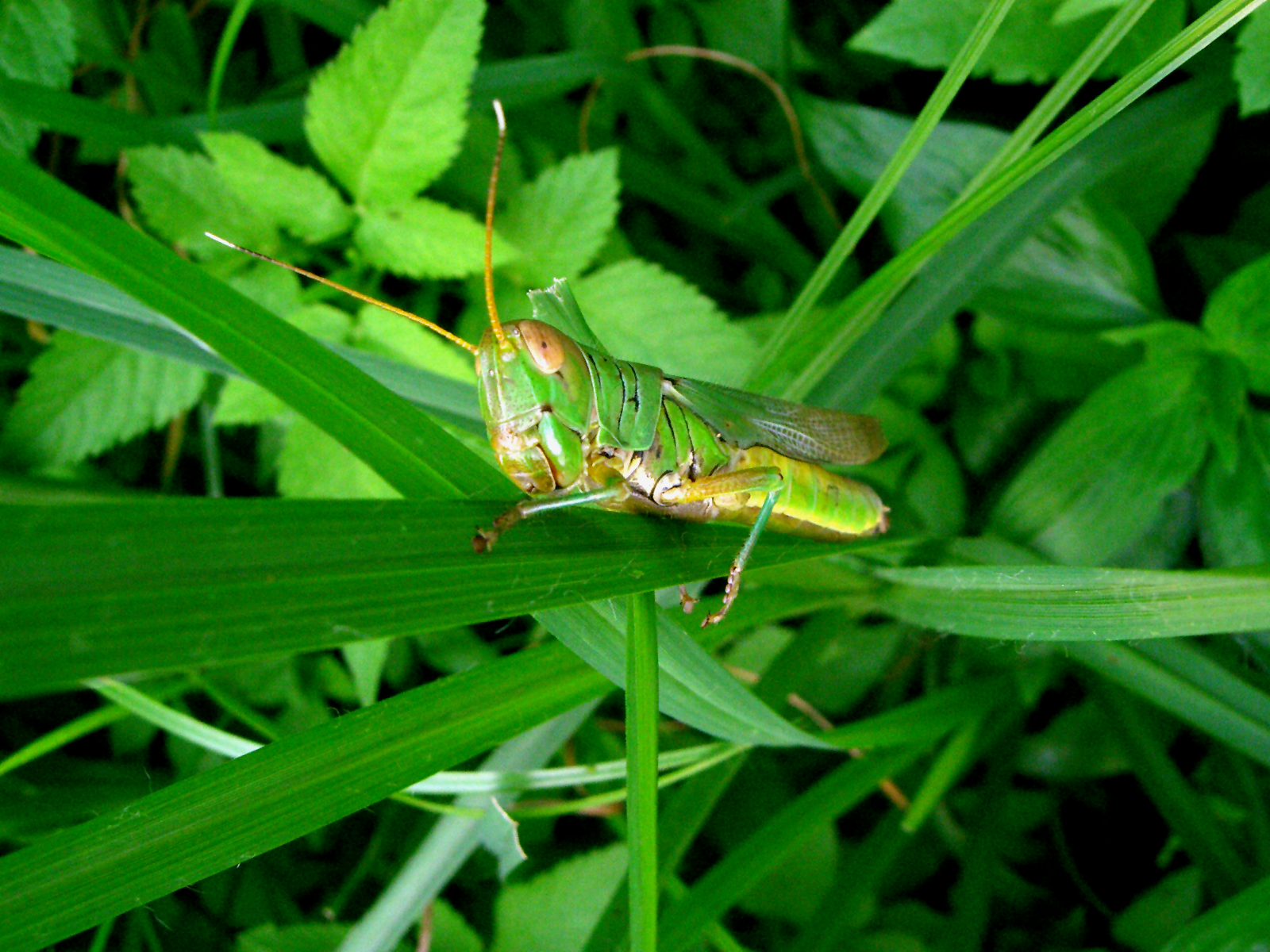 Photographie par freakygenie pour DesignCrowd (Community Contests) | Design #9113584