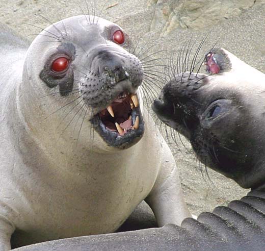 Photoshop Design by Tedmus for DesignCrowd (Community Contests) | Design #9092231