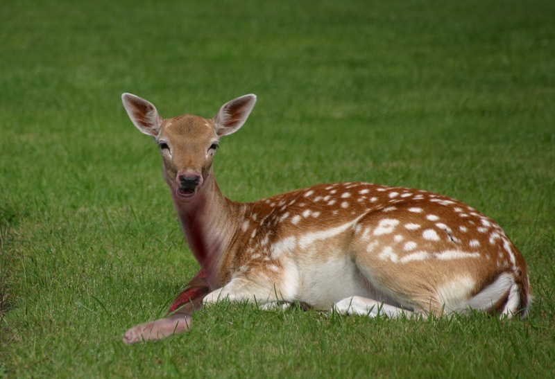 Photoshop Design by kngdvd for DesignCrowd (Community Contests) | Design #9092485