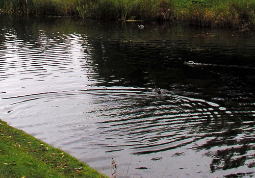 Photography by mzmzmzmz for DesignCrowd (Community Contests) | Design #9111190