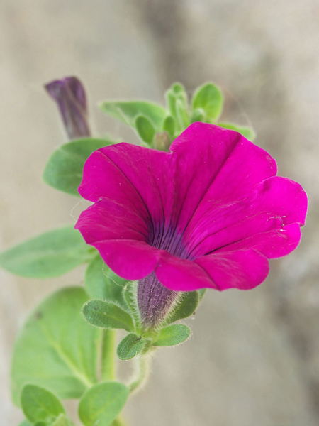 Photography by binkyat3 for DesignCrowd (Community Contests) | Design #9107787