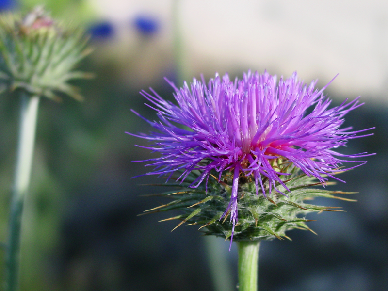 Fotografie von HooskerRoo für DesignCrowd (Community Contests) | Design #9107946