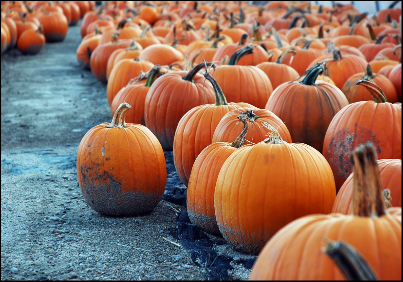 Fotografie von squeakers für DesignCrowd (Community Contests) | Design #9108000