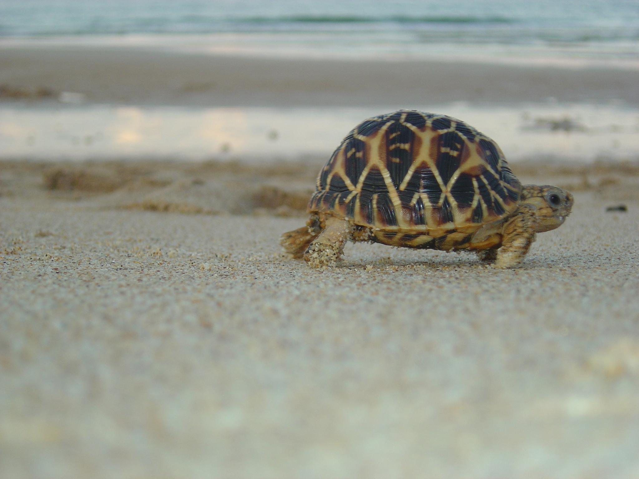 Photographie par easwar123 pour DesignCrowd (Community Contests) | Design #9108326