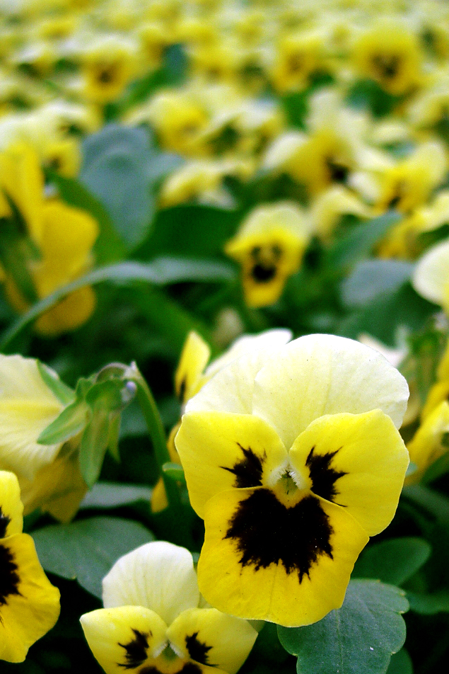 Photography by freakygenie for DesignCrowd (Community Contests) | Design #9108317