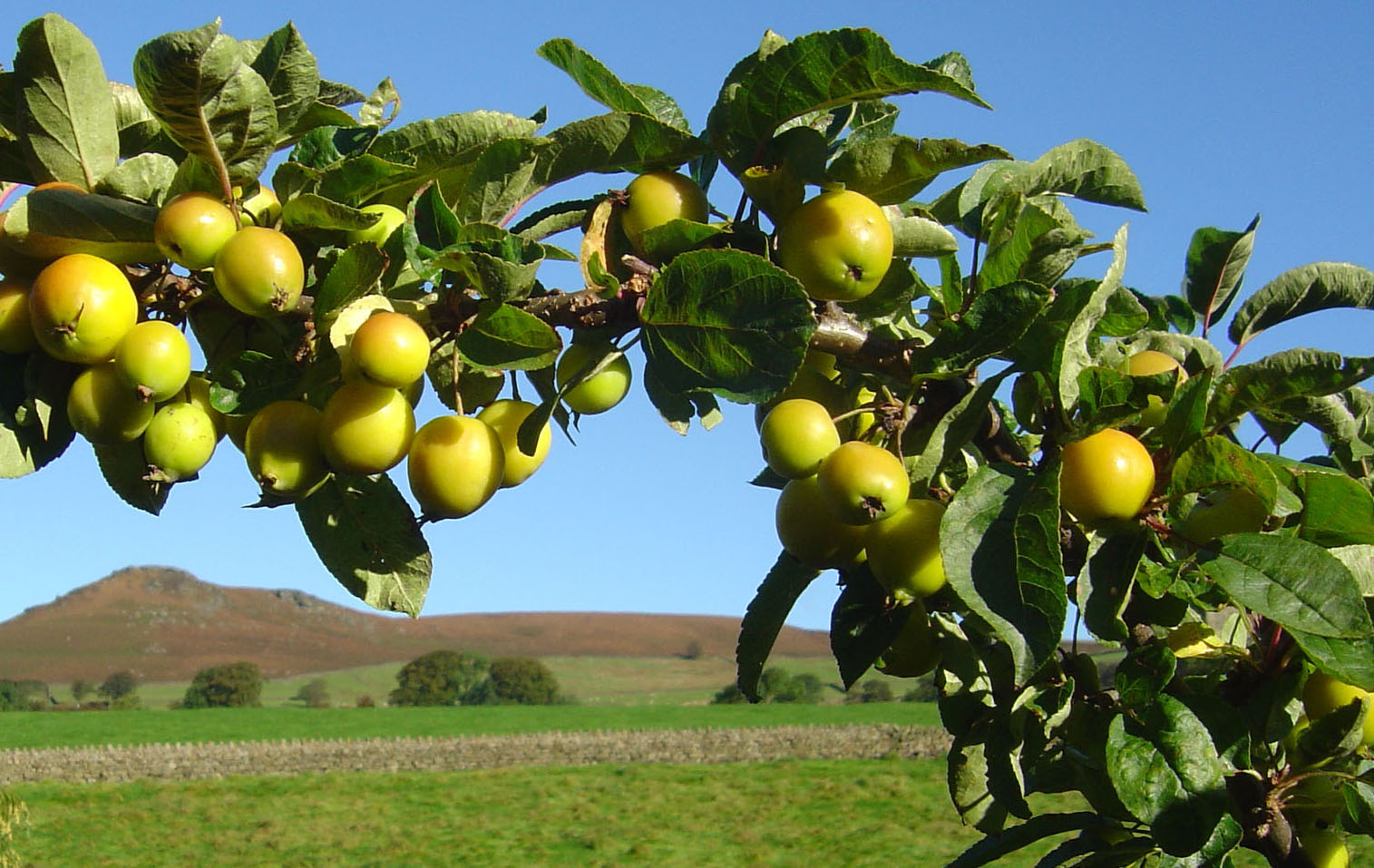 Fotografie von treebloke für DesignCrowd (Community Contests) | Design #9108251