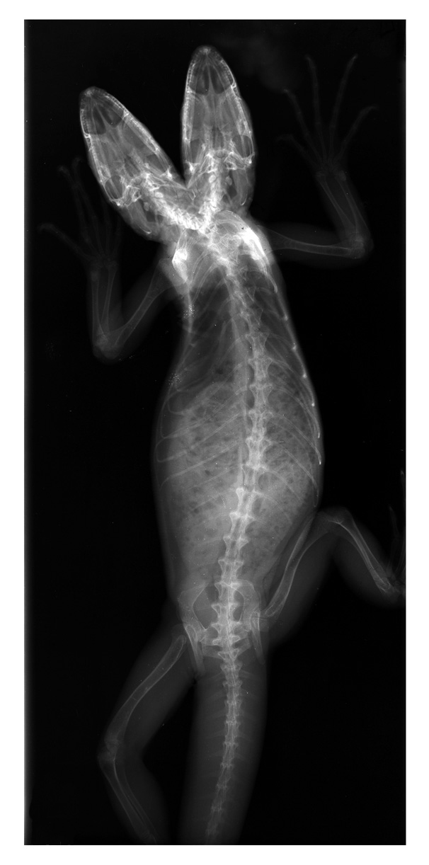 Photoshop Design by Nitehawk for DesignCrowd (Community Contests) | Design #9091817