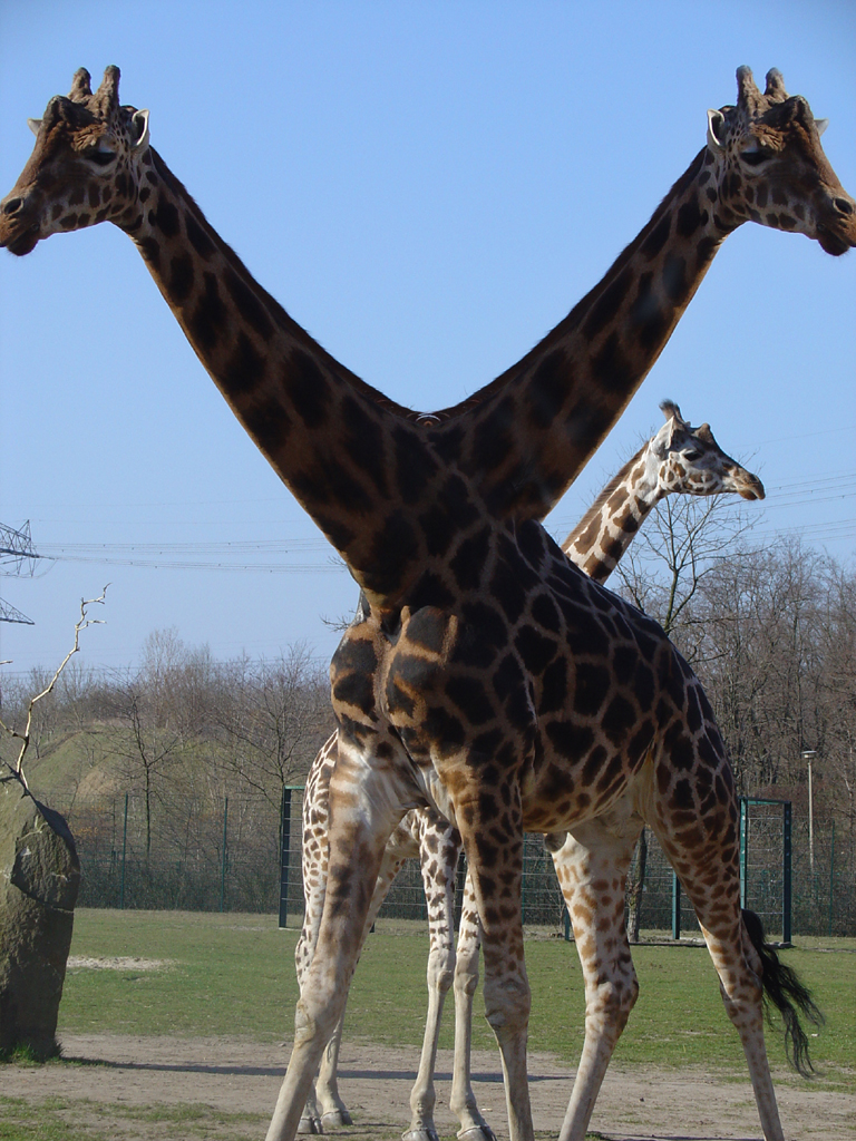 Design Photoshop par parkermaniac pour DesignCrowd (Community Contests) | Design #9091877