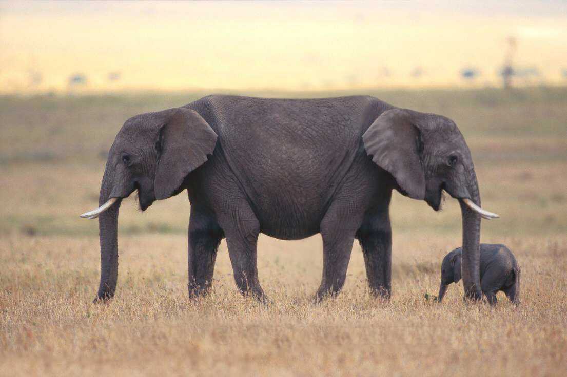 Design Photoshop par surendrasawant pour DesignCrowd (Community Contests) | Design #9091870