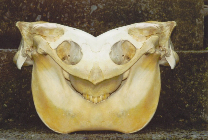 Photoshop-Design von Garsaelon für DesignCrowd (Community Contests) | Design #9091799