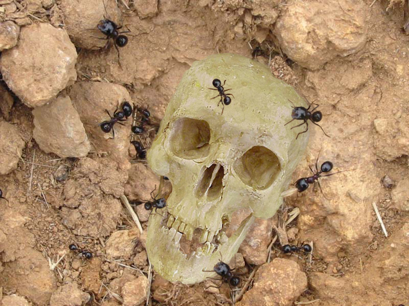 Diseño de Photoshop por vanormer para DesignCrowd (Community Contests) | Diseño #9083453