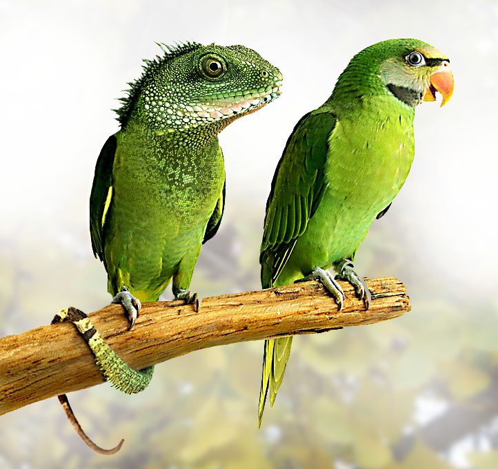 Photoshop Design by TBA for DesignCrowd (Community Contests) | Design #9111479