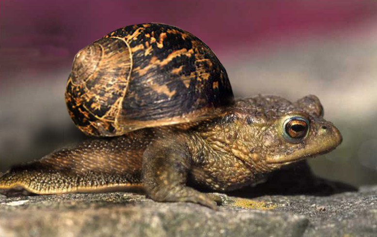 Photoshop Design by debbie9 for DesignCrowd (Community Contests) | Design #9111627