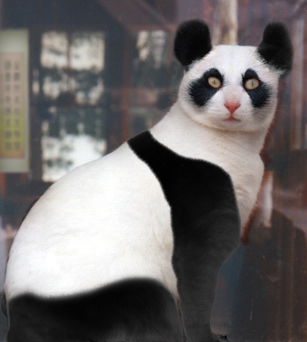 Photoshop Design by mayfae for DesignCrowd (Community Contests) | Design #9111510