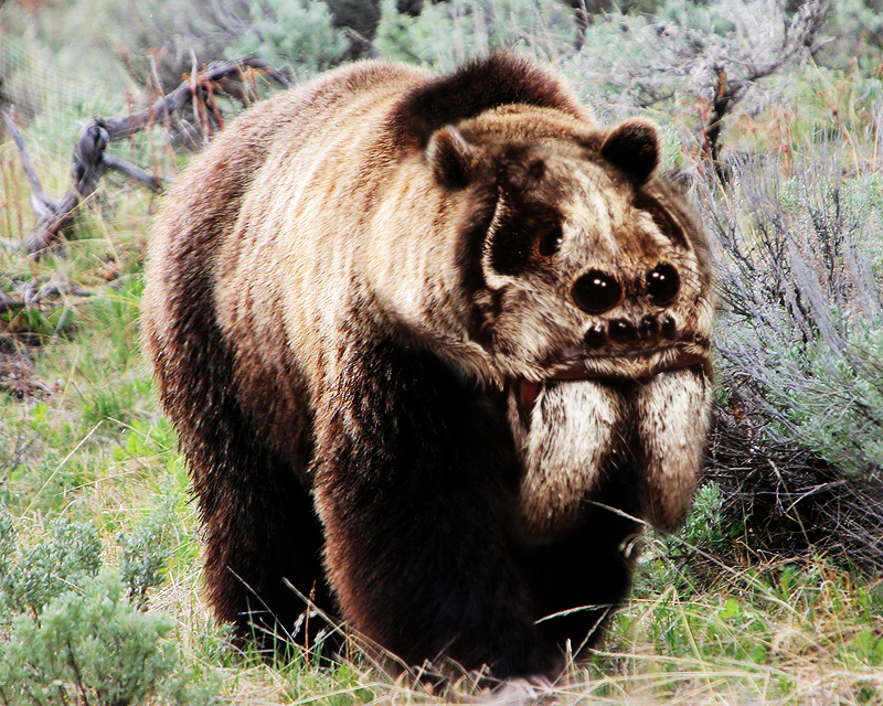 Photoshop Design by cranberryzero for DesignCrowd (Community Contests) | Design #9111485