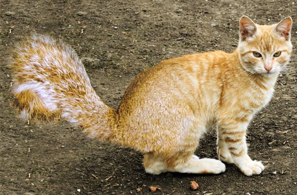 Design Photoshop par ehrinn pour DesignCrowd (Community Contests) | Design #9111432