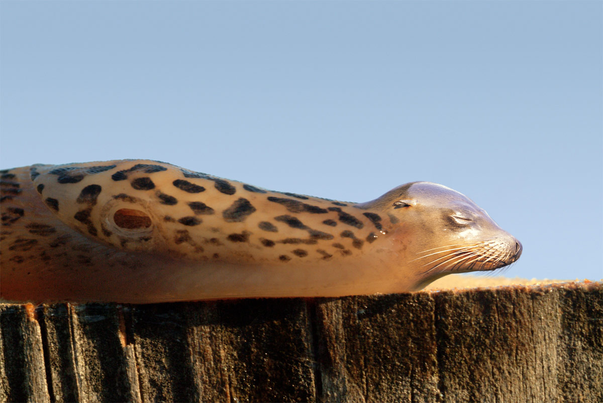 Photoshop Design by darrellperry for DesignCrowd (Community Contests) | Design #9111521