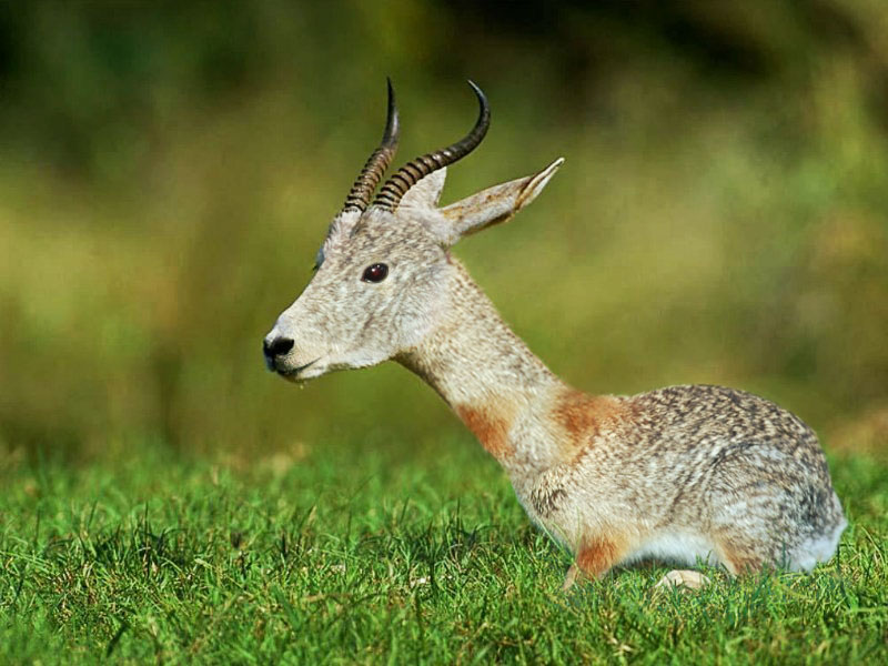 Photoshop Design by Pitinhas for DesignCrowd (Community Contests) | Design #9111507