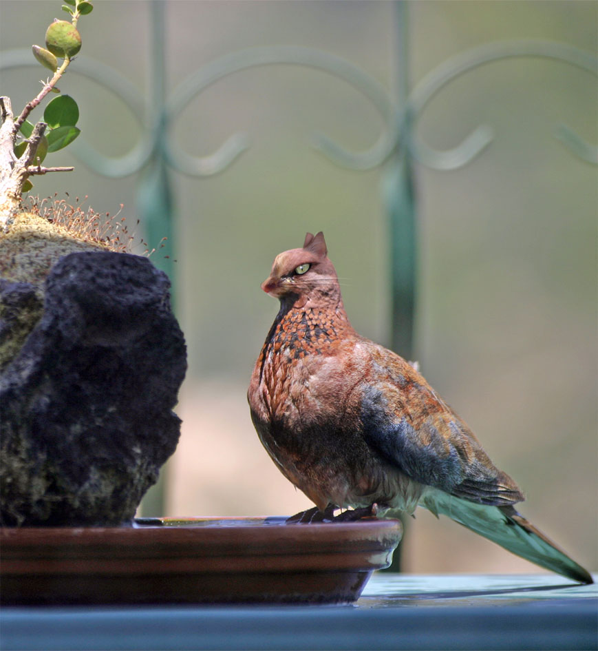 Diseño de Photoshop por MetalEar para DesignCrowd (Community Contests) | Diseño #9111478