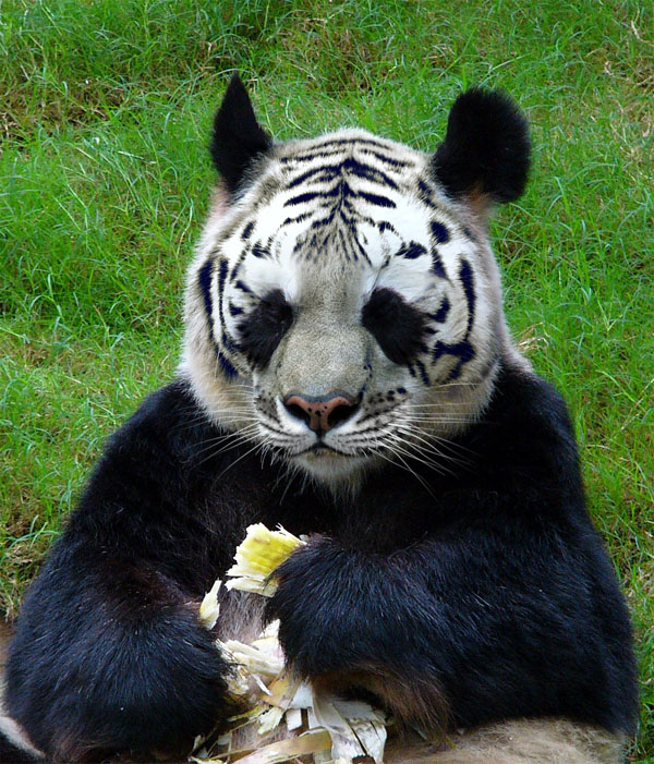 Photoshop-Design von hotweaselsoup für DesignCrowd (Community Contests) | Design #9111556