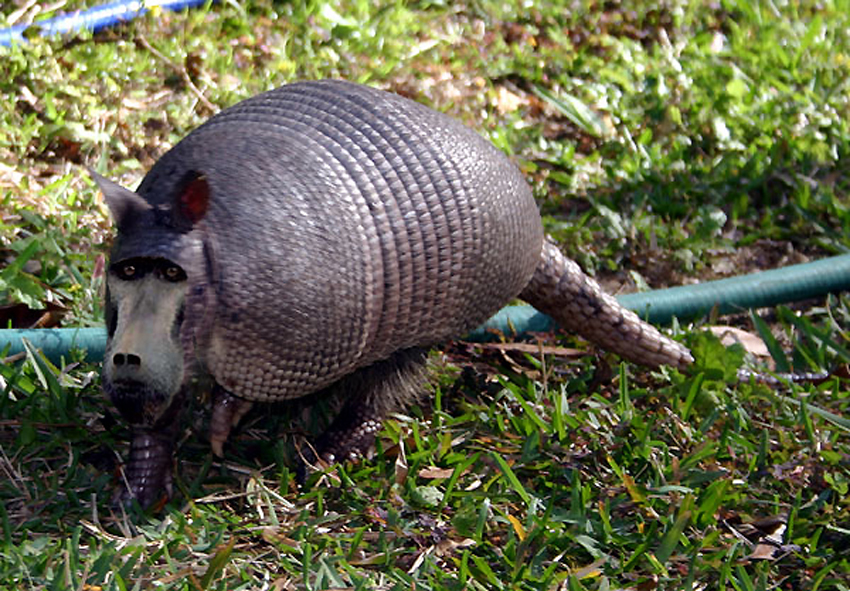 Design Photoshop par eduj65 pour DesignCrowd (Community Contests) | Design #9111810