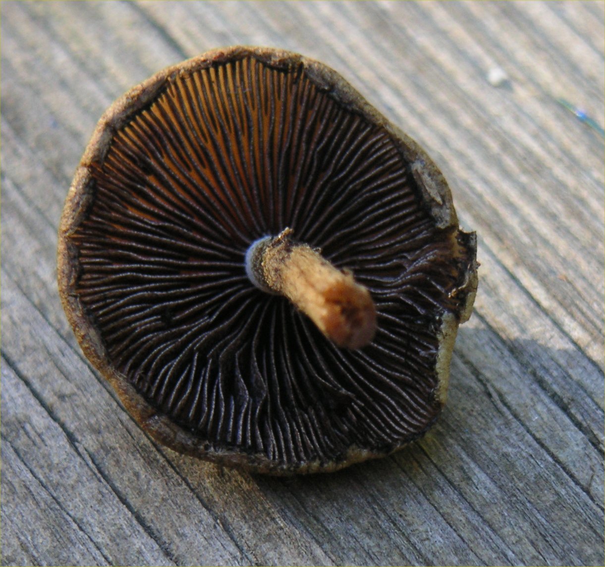 Photography by monkeywithnobrain for DesignCrowd (Community Contests) | Design #9082655