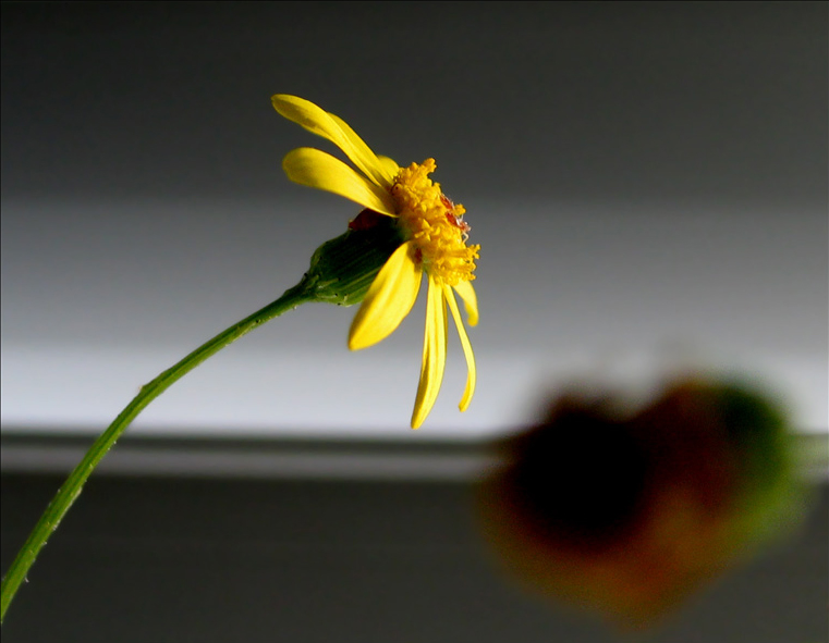 Photography by PigOnTheWing for DesignCrowd (Community Contests) | Design #9082740