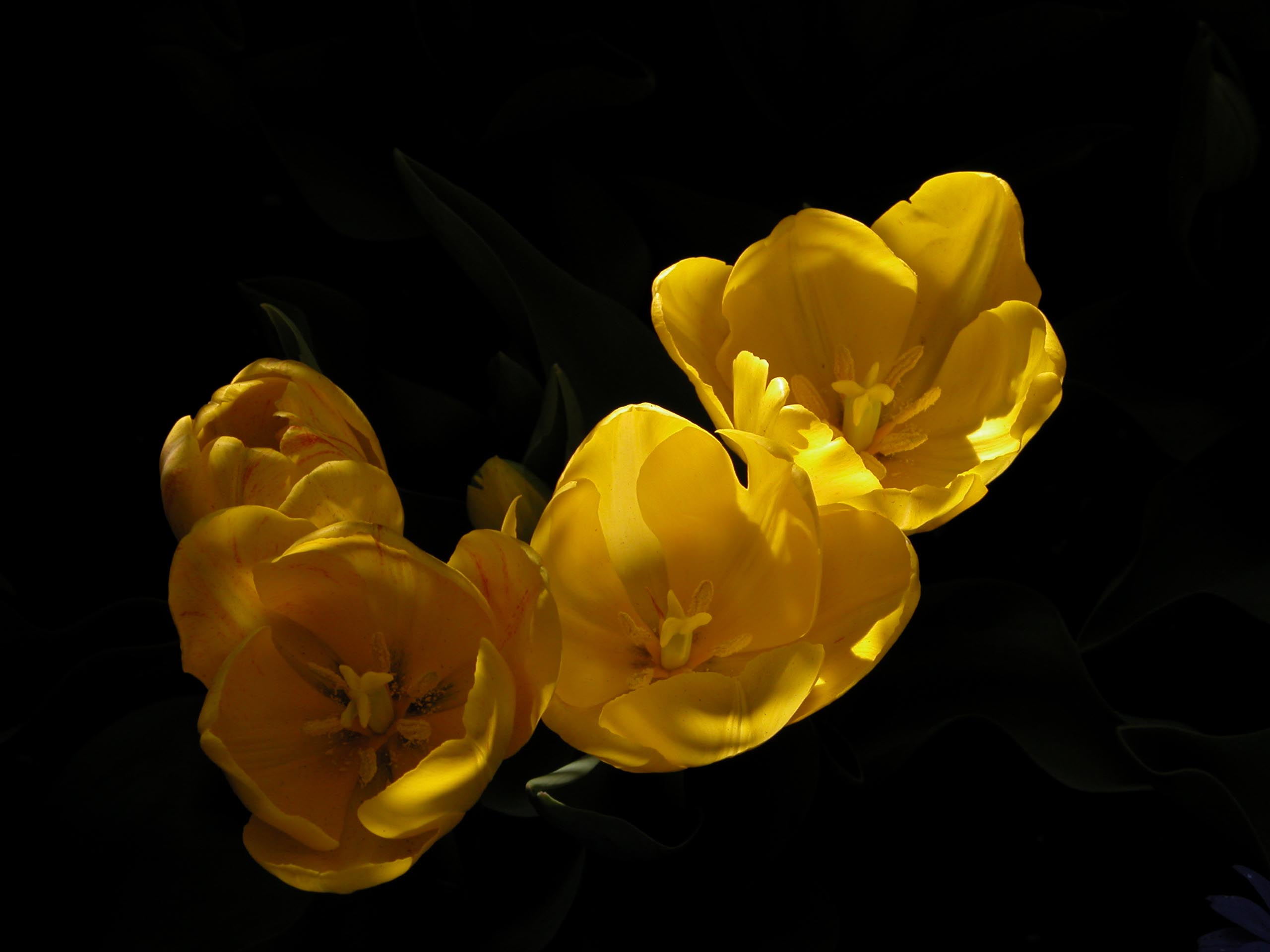 Photography by Mupshur for DesignCrowd (Community Contests) | Design #9082793