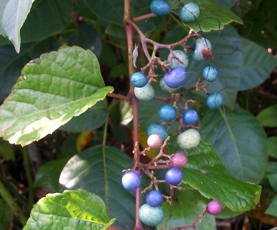 Photography by Redstar for DesignCrowd (Community Contests) | Design #9082812