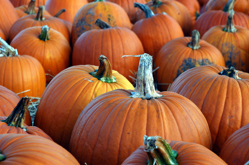 Fotografie von squeakers für DesignCrowd (Community Contests) | Design #9107148