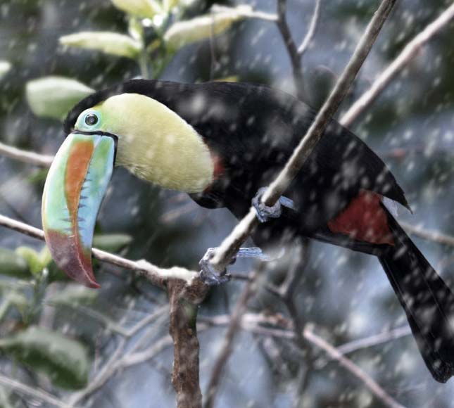 Photoshop Design by Shane69 for DesignCrowd (Community Contests) | Design #9109221