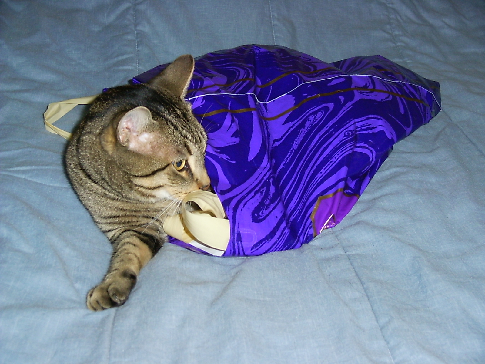 Photography by hephzibah for DesignCrowd (Community Contests) | Design #9084269