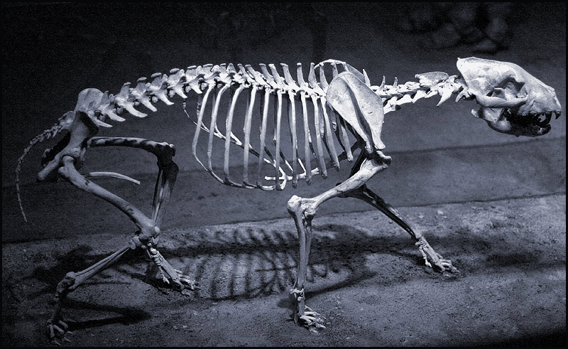 Photographie par paddyjoe pour DesignCrowd (Community Contests) | Design #9108668