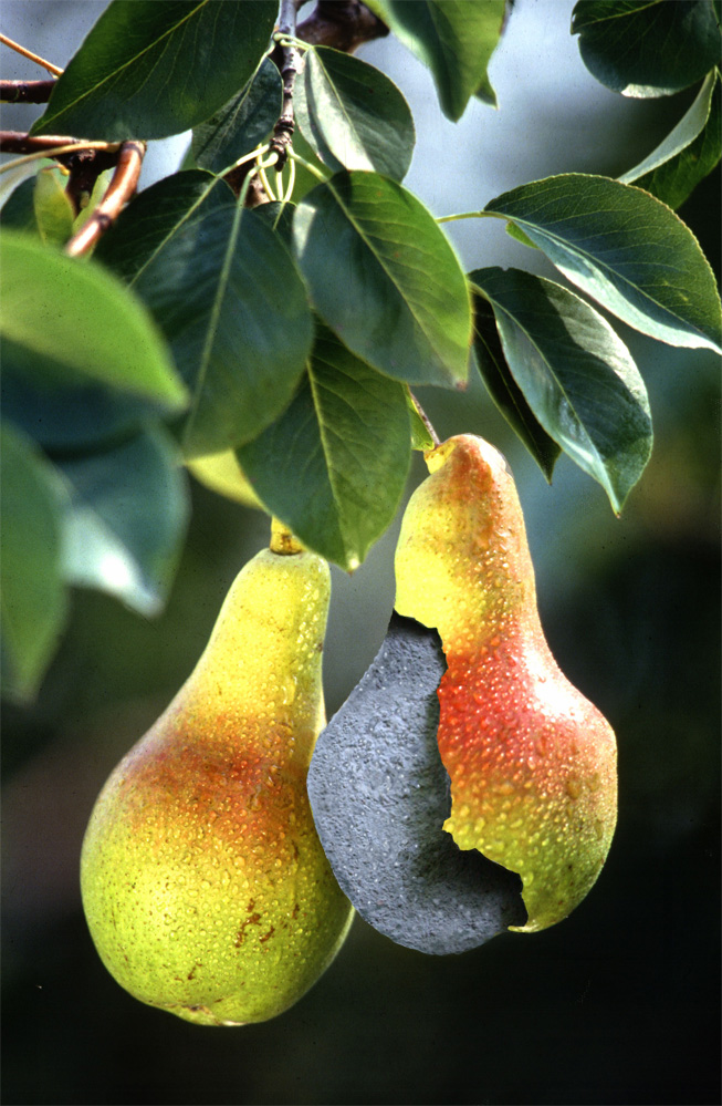 Photoshop Design by Redstar for DesignCrowd (Community Contests) | Design #9106074