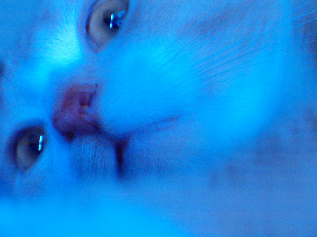 Photographie par AmaElia pour DesignCrowd (Community Contests) | Design #9099009