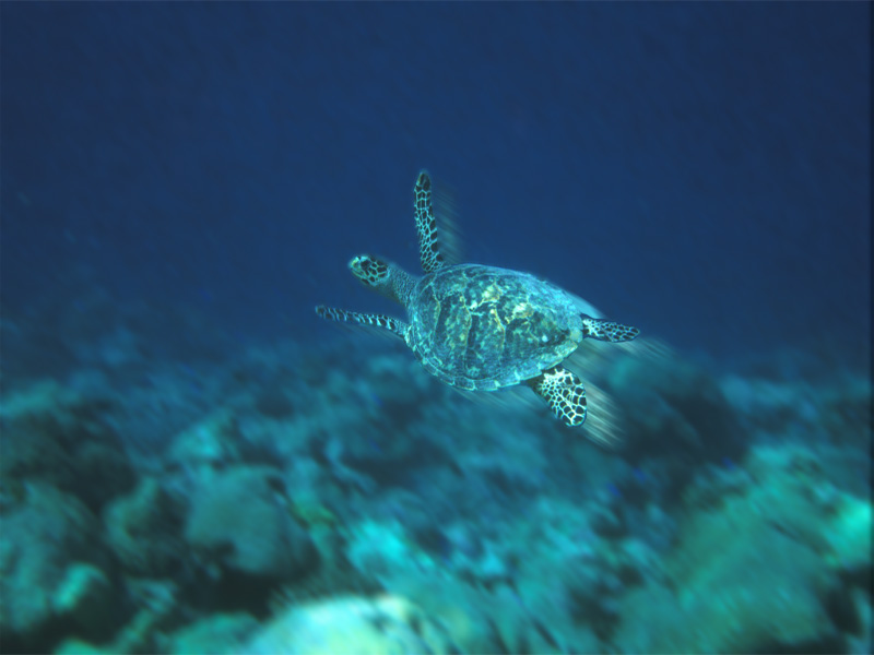 Photoshop-Design von sapinho für DesignCrowd (Community Contests) | Design #9109185