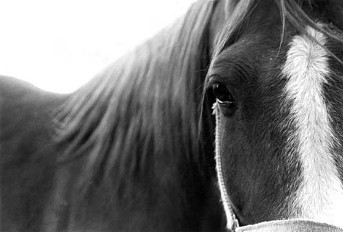Photography by amsst77 for DesignCrowd (Community Contests) | Design #9105697