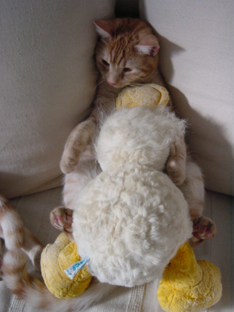 Photographie par samsara pour DesignCrowd (Community Contests) | Design #9099039