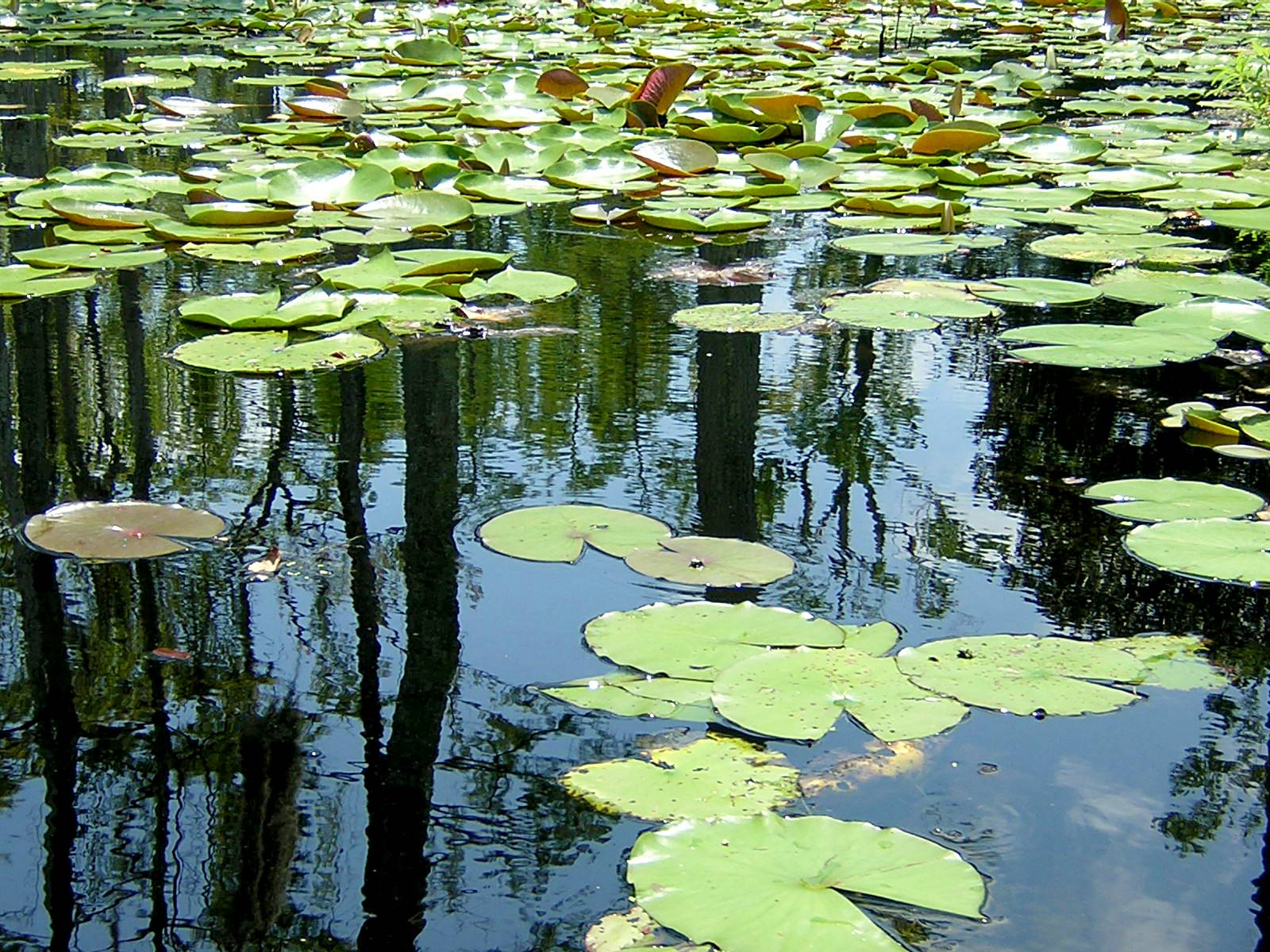 Photography by moxieshark for DesignCrowd (Community Contests) | Design #9106733