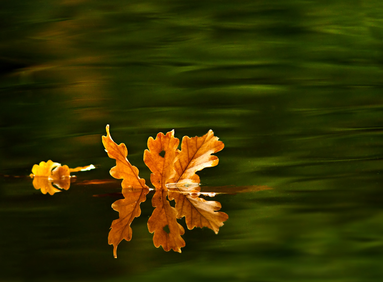 Photographie par branie pour DesignCrowd (Community Contests) | Design #9106778